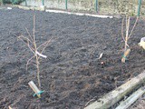 Allotment planting in December