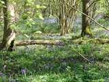 Another Bluebell Wood