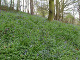 Bluebell Woods