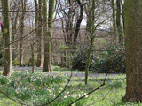 Bluebells at Renishaw Hall Gardens