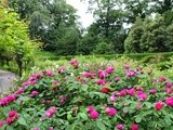 Brodsworth Hall Rose Garden
