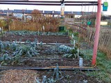 December at the allotment