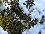 In the garden – Snow time