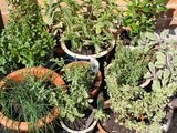 Kitchen Garden Notes - My herbs
