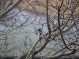 Long-tailed tits