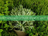 Perennial herbs you should grow in your garden