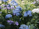 Renishaw Hall Gardens – The Hydrangea Edition