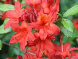 Rhododendrons in Bushy Park