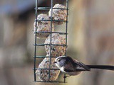 Rspb Big Garden Birdwatch 2015