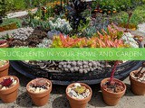 Succulents in your home and garden