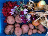 The Allotment in August