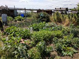 The allotment in July 2017