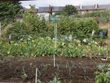 The Allotment in July