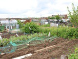 The Allotment in May