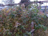 The allotment in November