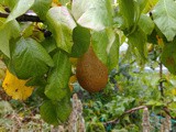 The allotment in September