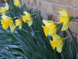 The garden in January