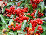 Winter berries