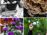 Foraging in the wild – mushrooms and plants for free