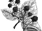 Feasts and Festivals: Devil's Blackberry Day