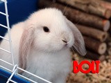 Bolt...our Bunny :)