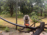Volunteering Abroad with allergies – the Vervet Monkey Foundation