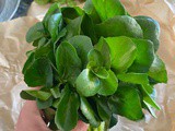 Watercress (Cresson)