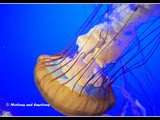 Life Under The Sea Monterey Bay Aquarium
