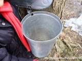 Maple Syrup Festival at Bronte Creek Park