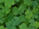 Luck o’The Irish For St. Patrick’s Day