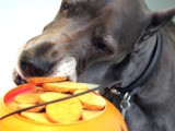 Fall Treats for Your Four-Legged Sweet