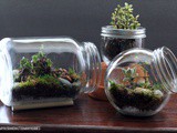 How to diy Glass Jar Terrariums – Guest Post from My Husband Has Too Many Hobbies