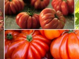What Are Mealy Tomatoes? How To Avoid Unpleasant Tomato Texture