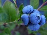 Heavenly Mini Blueberry Splenda Pies ~ in Muffin Tins