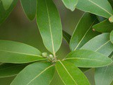 Health benefits of Bay Leaves