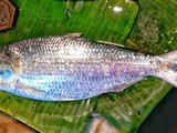 Hilsa Fish is a Salmon