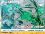 Thuthuvalai | Thoothuvalai Benefits and Medicinal Uses