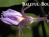 Baleful Bounty - Straw Bale Garden Update