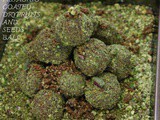 Pistachio coated dry fruits & seeds ball