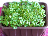 Grow Your Own Microgreens in just 3 days | How to grow indoor mustard micro-greens