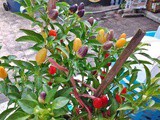 Fruity Friday’s…Thai Purple Melon Peppin ( Pepino)Tree