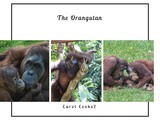 The Orangutan versus Palm Oil…Part One