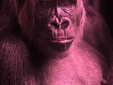 The Pink Ape by Carol Ann Taylor