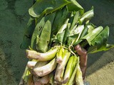 Water Hyacinth : The Most Amazing Vegetable i Found During My Visit To Tipam