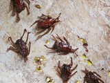 Dubai Chocolate Cockroaches