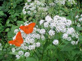 Blumen im Wald