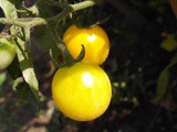 I pomodorini gialli: le loro caratteristiche e come usarli in cucina