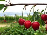 Di stagione a maggio: frutta verdura e pesce da acquistare