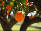 L’agricoltura in Sicilia: sempre più biologica