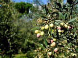 L’olio di oliva italiano: una eccellenza da difendere e valorizzare